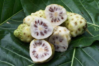 Hoja de noni sirve para adelgazar Hoja de noni sirve para adelgazar